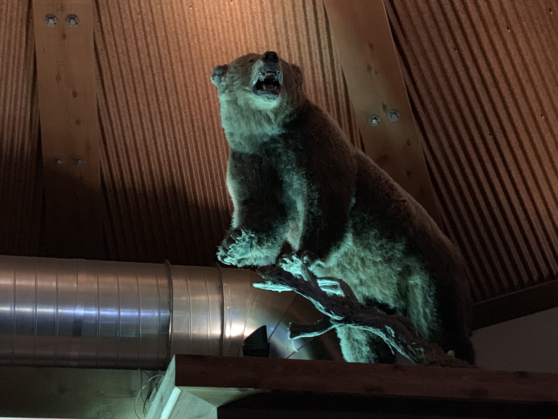 Stuffed bear at McP's Irish pub